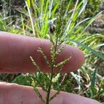 Steinchisma laxum Flower