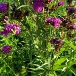 Vernonia fasciculata Flor