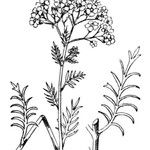 Achillea chamaemelifolia Други