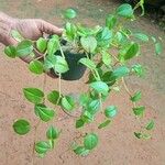 Peperomia scandens Leaf