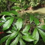 Quassia amara Hoja