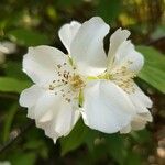 Philadelphus coronariusЦветок