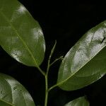 Ocotea viridiflora Ліст