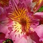 Alstroemeria aurea Цветок