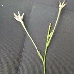 Nicotiana longiflora Кветка