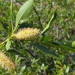 Salix pentandra Květ