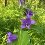 Campanula latifoliaപുഷ്പം