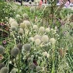 Eryngium yuccifolium Frucht