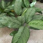 Aglaonema commutatum Folha