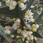 Colletia paradoxa Цветок