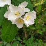 Philadelphus pubescens Blüte