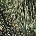 Ephedra intermedia Blad