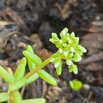 Sedum albumফুল