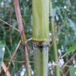 Phyllostachys aurea چھال