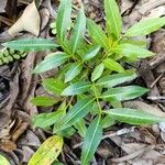 Ekebergia capensis Φύλλο