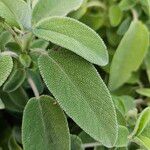 Salvia officinalis List