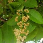 Ehretia tinifolia ফুল