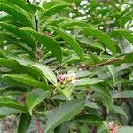 Pereskia aculeata عادت داشتن