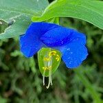 Commelina communis Kwiat