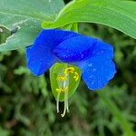 Commelina communis Virág