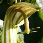 Arisarum vulgare花