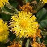 Tussilago farfaraBloem