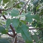 Brachychiton bidwillii Lapas