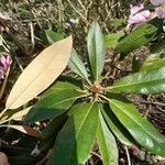 Rhododendron balfourianum Φύλλο