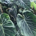 Philodendron gloriosum Blad