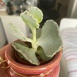 Kalanchoe rhombopilosaLapas