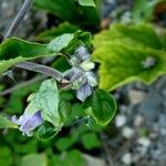 Clematis heracleifolia Fleur