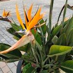 Strelitzia reginaeLeaf