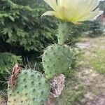 Opuntia fragilis Leaf