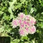 Mutellina adonidifolia 花