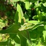 Hypericum hirsutum Leaf