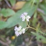 Valerianella dentata 花