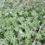 Nemophila phacelioides Хабит