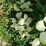 Cornus hongkongensis Цвят