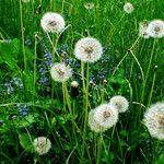 Taraxacum rubicundum Mbuma