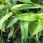 Sobralia macrantha cv. 'Alba' Buveinė