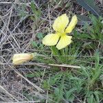 Oenothera triloba Hábito