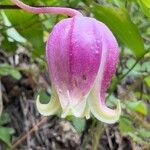 Clematis viorna Flower