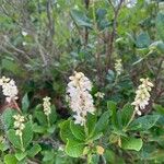 Clethra alnifolia Flors