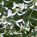 Chamaesyce hypericifolia Цвят