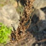 Artemisia suksdorfii Frucht