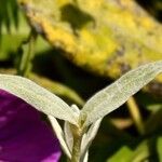 Cerastium tomentosum Hoja