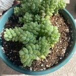 Sedum burrito Feuille