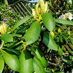 Rhododendron macrophyllum Leaf
