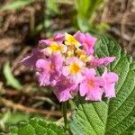 Lantana camaraŽiedas