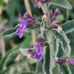 Nepeta nepetella 花
